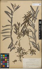 Foto von Salix purpurea L.